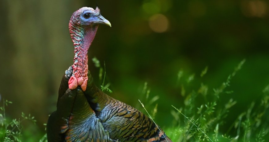 Wild Turkey Causes Traffic Jam At A Crosswalk In N.Y.C.