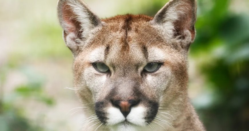 California Family Set Out Coyote Trap Only To Catch A Mountain Lion