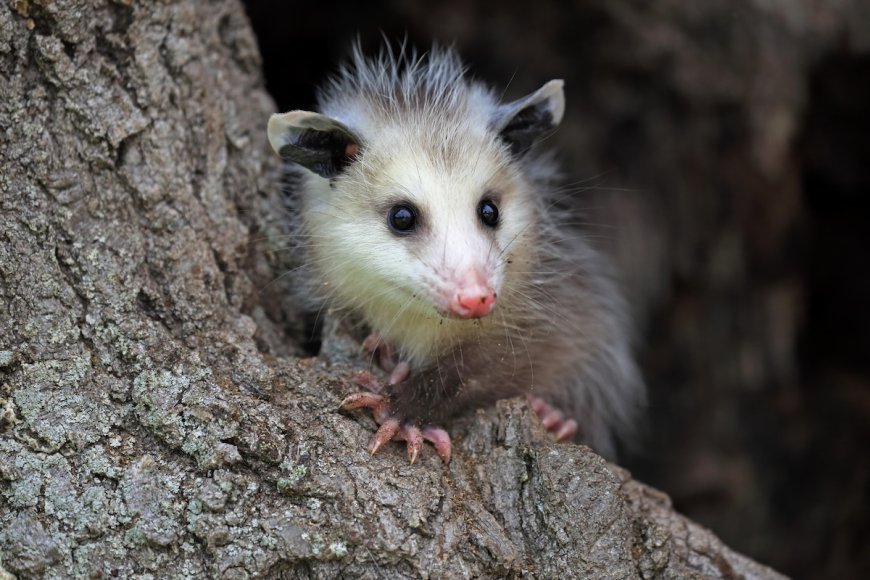 There’s More Than Meets the Eye: Can You Find the Opossum?