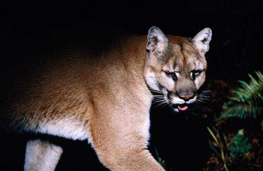 ‘Strike a Pose’: Campers Film a Cougar in their Campsite