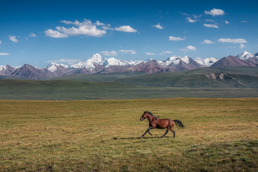 Couple Rescues Wild Horse Stuck in a Ditch (Video)