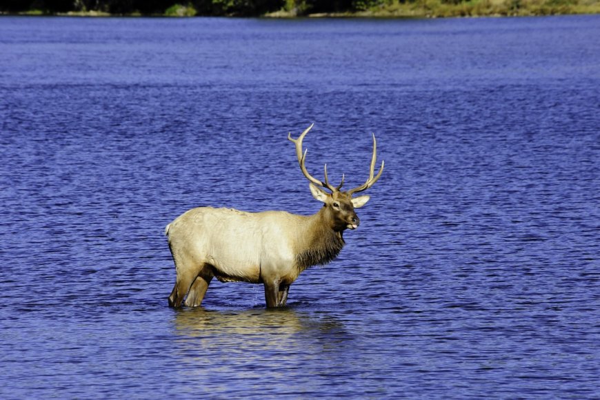 WATCH: Happy Elk Frolic in a Pond in Beaver, Oregon