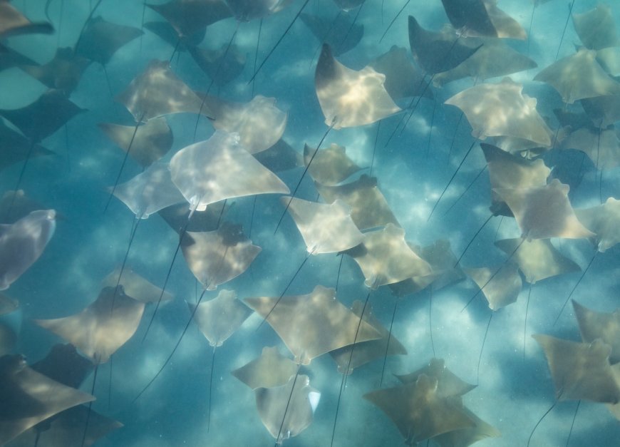 ‘Epic, Surreal’ Stingray Gathering in Florida Will Blow Your Mind