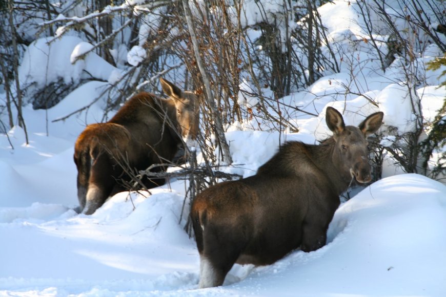 WATCH: Skier Approaches Moose in Colorado (It Doesn’t Go Well)
