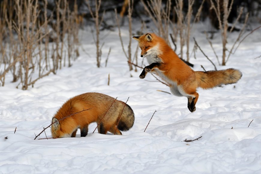 Delightful Video Shows Foxes Playing in the Snow