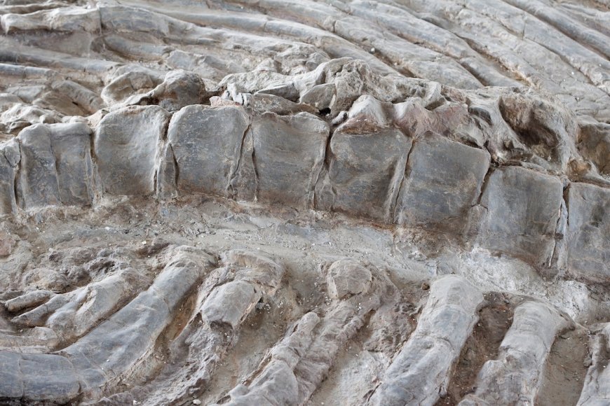 Fossil Hunter Comes Across Stunning Find in Missouri, See It Here