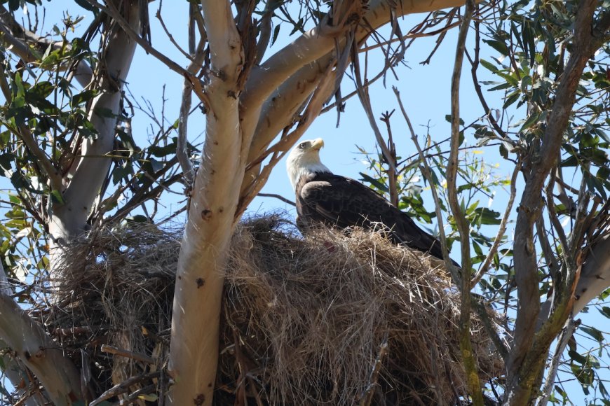 Hope After Tragedy: A New Egg for Famous Bald Eagle Couple