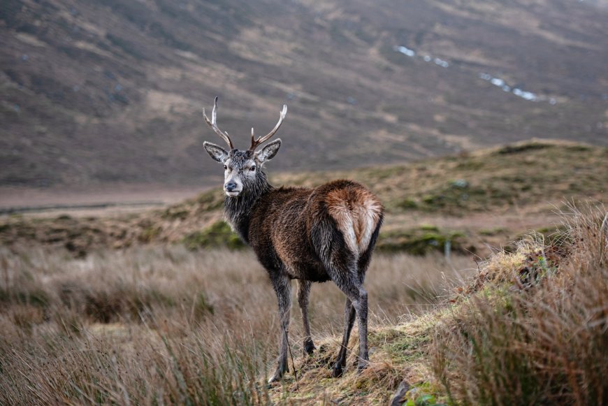 WATCH: ‘Magical’ Moment Stag Licks Hiker’s Camera