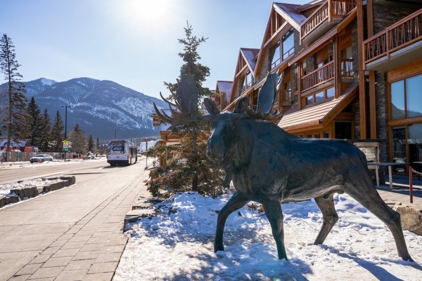 A Real Moose Cozies up With a Moose Statue (Video)