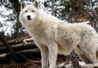 Fishermen Spot A Stunning White “Wolf” Along The Icy River Before Realizing The Animal Needs Rescuing