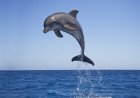 ‘This Never Happens!’: High-Flying Dolphin Shows off for Boaters