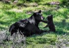Mama Bear and Three Cubs Den Under California Home (Video)