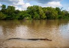 Crocodiles Are ‘Absolutely Everywhere’ Following Flooding In Australia