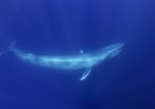 ‘Unprecedented Milestone’: Scientists Spot Albino Blue Whale