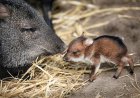 Arizona Resident’s Front Yard Becomes a Baby Javelina Crossing