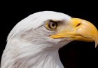 Photographer Shares Brilliant Shots of Rare White Bald Eagle