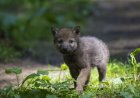 Caught on Trail Cam: ‘First Ever’ Fox/Wolf Cub Predation Filmed