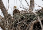 Wild Video Shows Bald Eagle Fighting Wind to Protect Nest