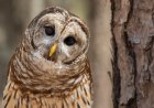 WATCH: Barred Owl Becomes Fascinated by Drone
