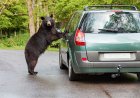 Bear Breaks Into Cars Outside Airbnb, Hilarity Ensues (Video)