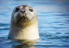 Diver Has Incredibly Adorable Interaction With Wild Seal: Watch Here