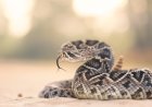 California Cyclist Died From Rattlesnake Bite: What To Do If You Are Bitten