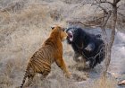 Intense Showdown: Sloth Bear vs. Tiger (Video)