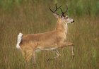 ‘Buck Looking for Bucks’: See Footage of Deer Breaking Into Bank