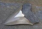 10-Year-Old Boy Discovers Rare, Massive Shark Tooth