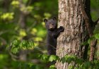 Bear Cubs Orphaned After Mom Euthanized Post-Attack on Human