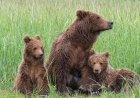 WATCH: Brown Bear and Cubs Peacefully Cross Alaskan Tundra