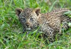 Baby Leopard Plops off Safari Tent—Here’s What Happened Next