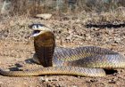 Sound up: Did You Know That King Cobras GROWL?