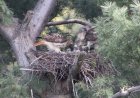 WATCH: Red-Tailed Hawk Chicks Hatch on Live Nest Cam