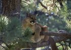 Man Stumbles Upon Four Mountain Lions in a Single Tree (Video)
