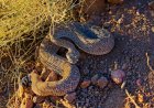Second Person in a Month Dies From Rattlesnake Bite in California