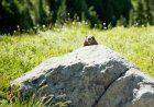 Sound on: Have You Ever Heard a Marmot Scream? It’s Adorable.