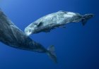 Rare Footage Shows Sperm Whales Supporting Hours-Long Birth