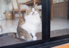 WATCH: House Cat Tries to Take on Bears Through Glass Door