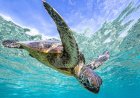 Marine Biologists Strap A Camera To A Sea Turtle And Learn Some Surprising Things