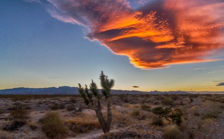 Missing Pet Toucan Miraculously Survives Vegas Desert For 3 Months