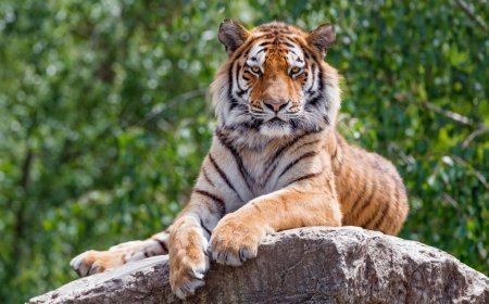 Tigers Placed On ‘Intermittent Fasting’ Diet At Popular NE China Park After Feeding Surge