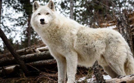Fishermen Spot A Stunning White “Wolf” Along The Icy River Before Realizing The Animal Needs Rescuing