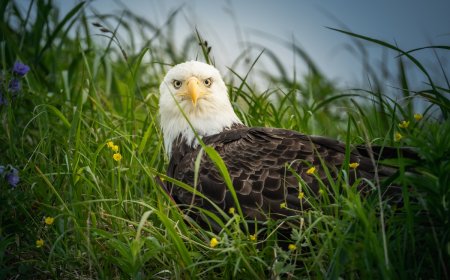 Bald Eagle Cam: Jackie and Shadow Have Laid Another Egg