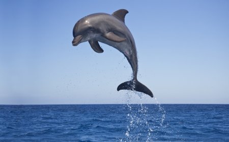 ‘This Never Happens!’: High-Flying Dolphin Shows off for Boaters