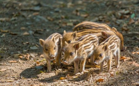 A Bunch of Baby Wild Boars Crossing a River Will Make Your Day