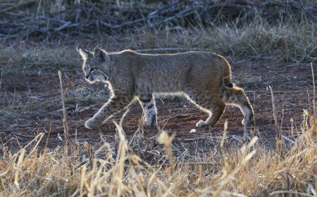 ‘Beautiful!’: Woman Spots Bobcat at Sierra Nevada Campsite