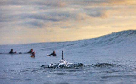 Fatal Shark Attack In New Caledonia Causes Division As Shark Culls Ensue