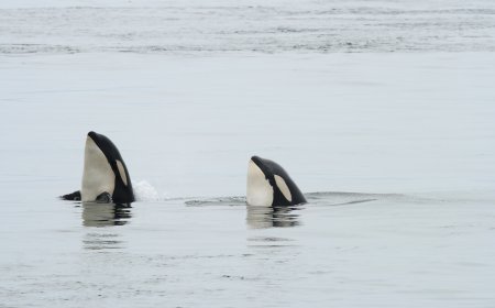 Killer Whales Surround Small Boat in Antarctica and ‘Spy Hop’