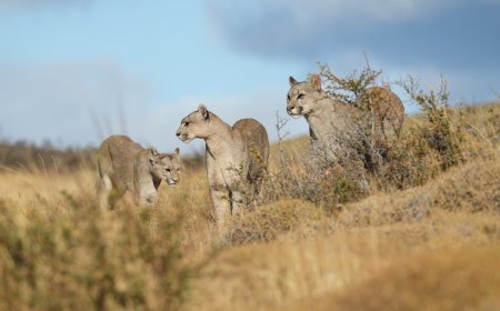 Security Camera Captures Trio of Mountain Lions in Shaver Lake
